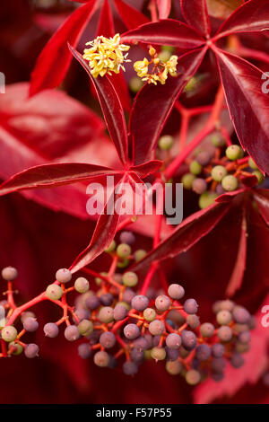 Boston ivy (du Parthenocissus tricuspidata) avec fruits et fleurs Banque D'Images