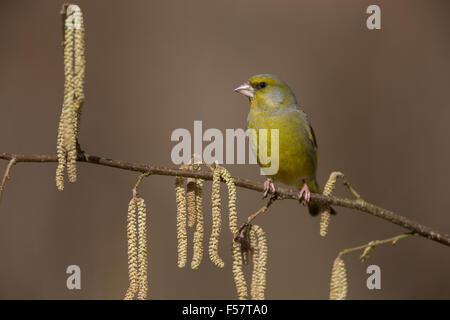 Verdier, homme, Grünfink, Grünling, Männchen, Fink, Finken, Finkenvögel, Carduelis chloris, Verdier d'Europe Banque D'Images