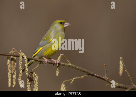 Verdier, homme, Grünfink, Grünling, Männchen, Fink, Finken, Finkenvögel, Carduelis chloris, Verdier d'Europe Banque D'Images