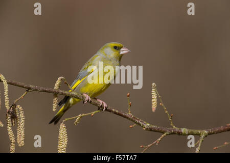 Verdier, homme, Grünfink, Grünling, Männchen, Fink, Finken, Finkenvögel, Carduelis chloris, Verdier d'Europe Banque D'Images