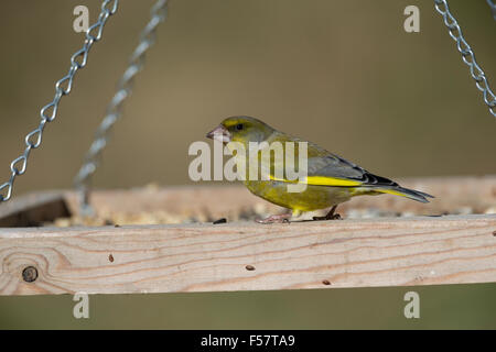 Verdier, homme, Grünfink, Grünling, Männchen, Fink, Finken, Finkenvögel, Carduelis chloris, Verdier d'Europe Banque D'Images