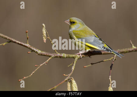 Verdier, homme, Grünfink, Grünling, Männchen, Fink, Finken, Finkenvögel, Carduelis chloris, Verdier d'Europe Banque D'Images