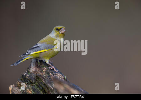 Verdier, homme, Grünfink, Grünling, Männchen, Grün-Fink, Fink, Finken, Finkenvögel, Carduelis chloris, Verdier d'Europe Banque D'Images