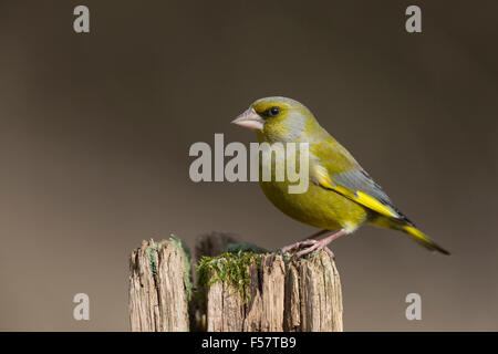 Verdier, homme, Grünfink, Grünling, Männchen, Fink, Finken, Finkenvögel, Carduelis chloris, Verdier d'Europe Banque D'Images