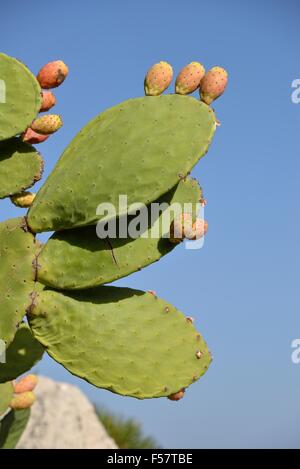 Le figuier de Barbarie ou Indien Fig avec fruits (Opuntia ficus-indica), Sicile, Italie Banque D'Images