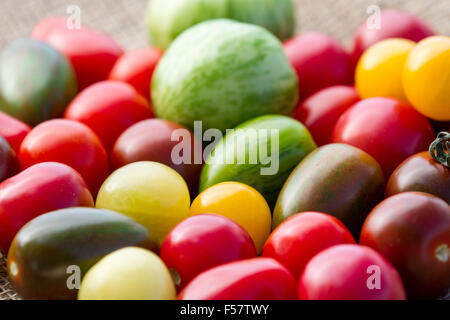 Les tomates fraîches dans toutes les différentes couleurs, formes et tailles Banque D'Images