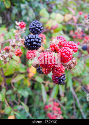 Les mûres sur un mûrissement Bramble ( Rubus fruticosus ) en automne, UK Banque D'Images