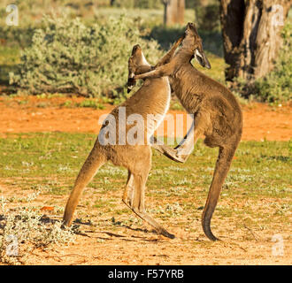 Deux jeunes hommes kangourous gris de l'ouest Macropus fuliginosus dans la boxe à sauvage Parc national Mungo outback en Australie NSW Banque D'Images