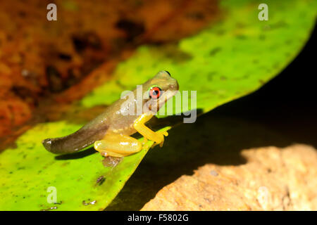 Aux yeux roux brook (Duellmanohyla rufioculis) grenouillette, une espèce menacée, trouvés à Monteverde, Costa Rica Banque D'Images