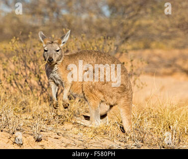 Belle femme brune Macropus robustus wallaroo avec bouchée d'herbe contre les graminées d'or à l'état sauvage, l'arrière-pays australien Banque D'Images