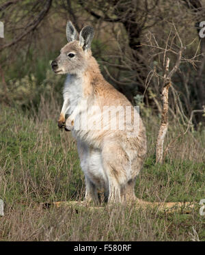 Belle femme / euro wallaroo, Macropus robustus, pochette étendu avec joey, cachés dans les Flinders Ranges outback Australie Banque D'Images