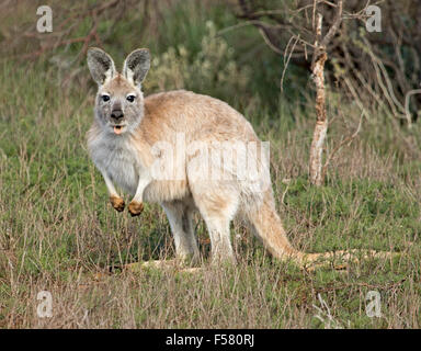 Belle wodonga / euro, Macropus robustus, parmi l'herbe verte, regardant la caméra, dans l'outback Australie Flinders Ranges Banque D'Images