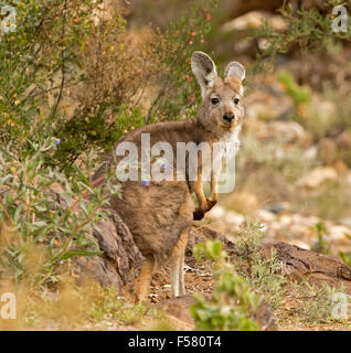 Belle wodonga / euro, Macropus robustus, parmi les arbustes verts, se tournant pour regarder la caméra, Flinders Australie outback Banque D'Images