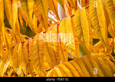 Les feuilles colorées en automne Banque D'Images