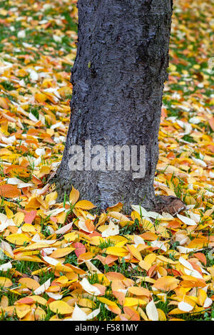 Feuilles d'automne tombées sur le sol, sur une herbe Banque D'Images