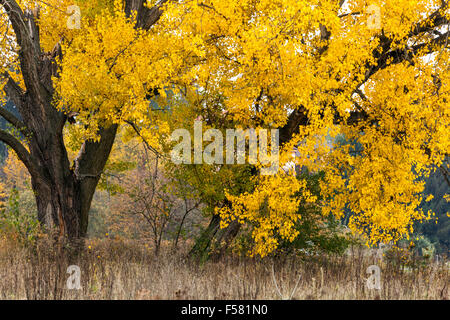 Peuplier noir Populus nigra, couleur d'automne, République tchèque arbre à feuilles caduques jaune habitude arbre à feuilles caduques Banque D'Images