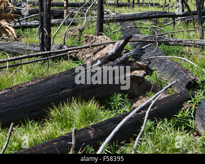 Yellowstone NP incendie a détruit la forêt. Les incendies de 1988 Yellowstone ont formé ensemble le plus grand incendie dans l'histoire enregistrée. Banque D'Images