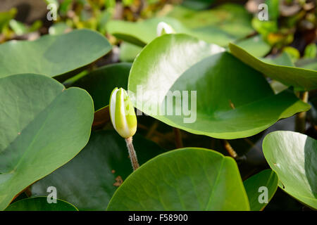 Gros plan du bourgeon de fleur de lotus flottant sur un étang Banque D'Images