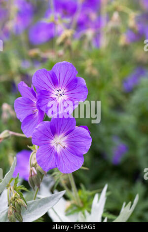 Geranium 'Orion'. Banque D'Images