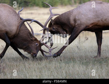 Deux wapiti bataille féroce dans la saison du rut. Province de l'Alberta est situé à Banff, Canada. Banque D'Images