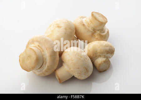 Champignons bouton sur fond blanc Banque D'Images