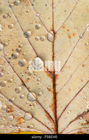 Gouttes de pluie sur une feuille de tulipier tombés en automne. UK Banque D'Images