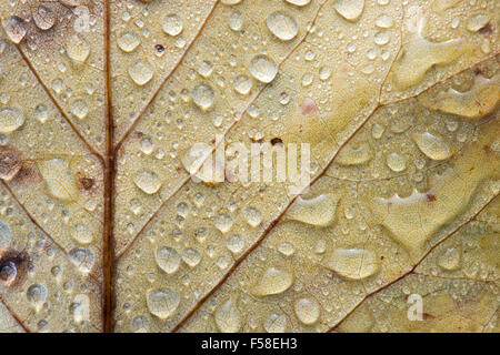 Gouttes de pluie sur une feuille de tulipier tombés en automne. UK Banque D'Images