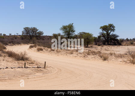 Dans transfontier Kgalagadi park road, Game Reserve en Afrique du Sud avec ciel bleu Banque D'Images