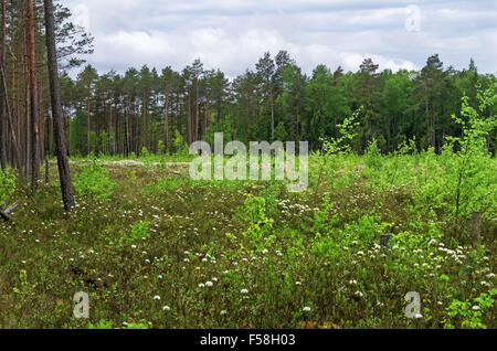 L'épanouissement du thé du Labrador dans le bois de printemps. Banque D'Images