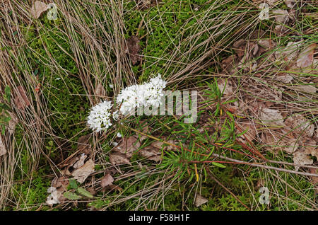 L'épanouissement du thé du Labrador dans le bois de printemps. Banque D'Images