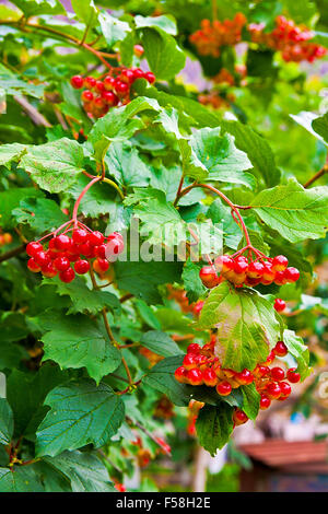 Close up de grappes de fruits rouges d'un Guelder rose ou Viburnum opulus arbuste sur une journée ensoleillée à la fin de la saison estivale. Banque D'Images