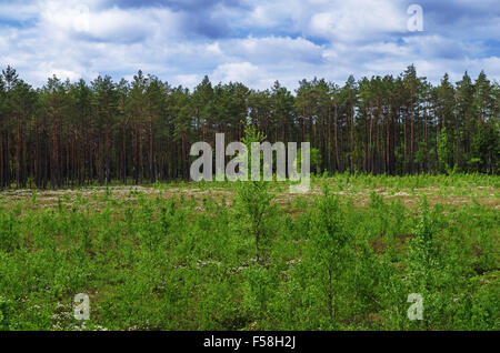 Glade Spring dans le bois. Un domaine où les arbres ont été abattus. Banque D'Images