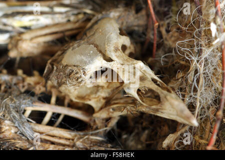 Chardonneret mort chick in nest Banque D'Images