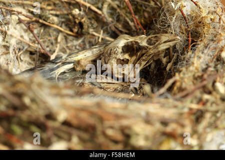 Chardonneret mort chick in nest Banque D'Images