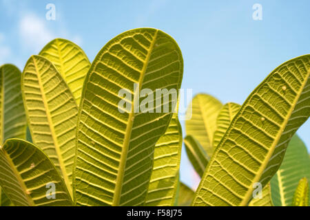 Grandes feuilles de plantes détail des nervures des feuilles sur le verso des feuilles. Soleil clair. Banque D'Images