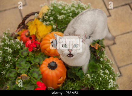La domestique dans Halloween cat Banque D'Images