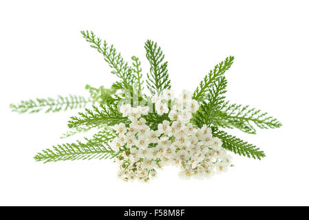 Fleurs de millefeuille blanc isolé sur fond blanc. Banque D'Images