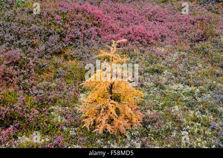 Les plantes de la toundra arctique, couleur d'automne avec Haven lodge, Nunavut, Canada Banque D'Images