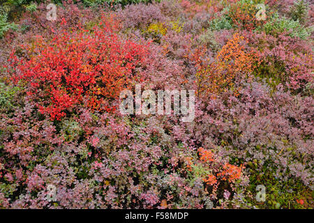 Les plantes de la toundra arctique, couleur d'automne avec Haven lodge, Nunavut, Canada Banque D'Images