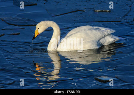 Cygne chanteur sur Loch partiellement gelé Banque D'Images