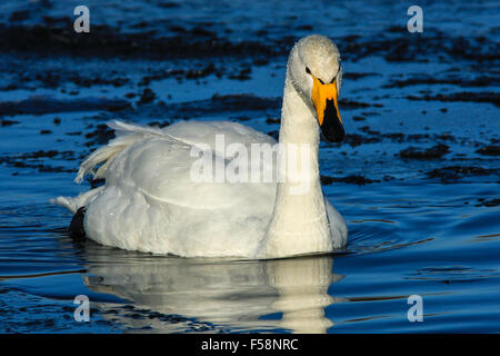 Cygne chanteur sur Loch partiellement gelé Banque D'Images