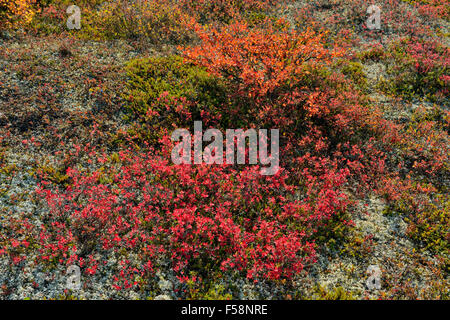 Les plantes de la toundra à la couleur en automne le long de la rive du lac Ennadai, Arctique Haven Lodge, Lake Ennadai, Nunavut, Canada Banque D'Images