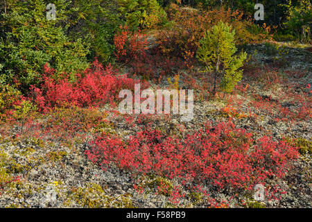 Les plantes de la toundra à la couleur en automne le long de la rive du lac Ennadai, Arctique Haven Lodge, Lake Ennadai, Nunavut, Canada Banque D'Images
