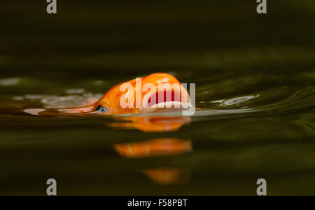 Poisson rouge Banque D'Images