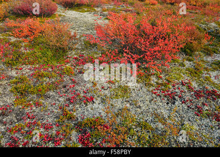 Les plantes de la toundra à la couleur en automne le long de la rive du lac Ennadai, Arctique Haven Lodge, Lake Ennadai, Nunavut, Canada Banque D'Images