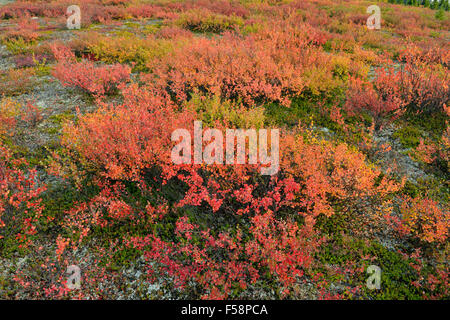 Les plantes de la toundra à la couleur en automne le long de la rive du lac Ennadai, Arctique Haven Lodge, Lake Ennadai, Nunavut, Canada Banque D'Images