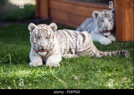 Les jeunes tigres du Bengale blanc en captivité Banque D'Images