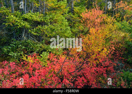 Les plantes de la toundra à la couleur en automne le long de la rive du lac Ennadai, Arctique Haven Lodge, Lake Ennadai, Nunavut, Canada Banque D'Images