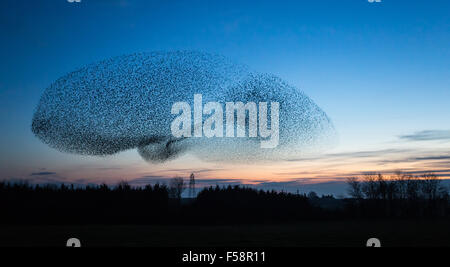 Un immense troupeau d'étourneaux connu comme un murmuration forme une forme d'OVNI dans le ciel au crépuscule, près de la ville de Gretna dans le sud de l'Ecosse Banque D'Images