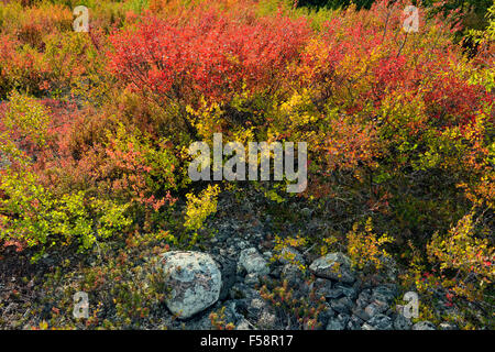 Les plantes de la toundra à la couleur en automne le long de la rive du lac Ennadai, Arctique Haven Lodge, Lake Ennadai, Nunavut, Canada Banque D'Images